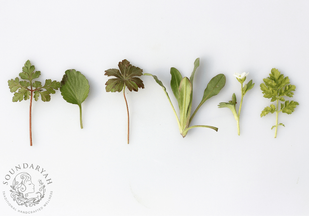 Top 10 Traditional Herbs to Treat Hair Fall