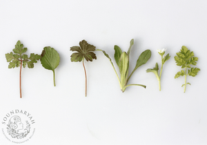 Top 10 Traditional Herbs to Treat Hair Fall