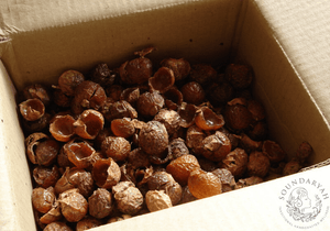 Reetha – Nature’s Shampoo for Healthy Hair