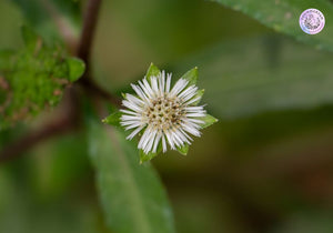 When we think of hair, the first word which comes to mind is Bhringraj. Bhringraj is truly the King of enhancing your hair health. Not convinced yet? Let us dive into why you should make it your go-to!